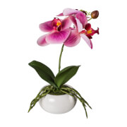 Phalaenopsis in Keramikschale, 27cm, fuchsia, Real Touch