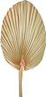 Palmblatt, natur
